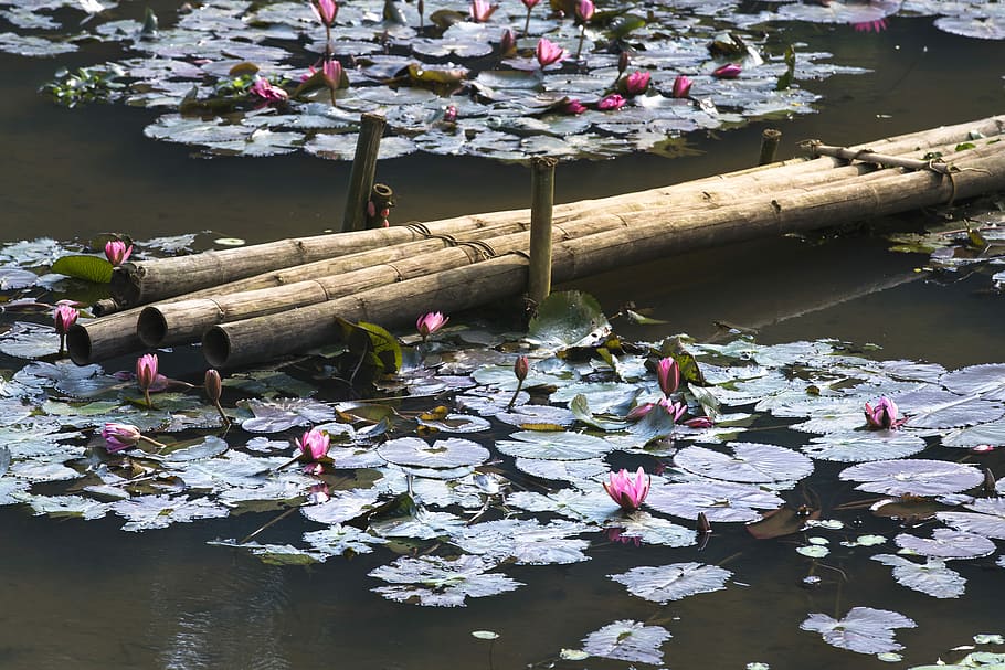 lily, bridge, ao, tre, lotus flowers, background, nice, natural HD wallpaper