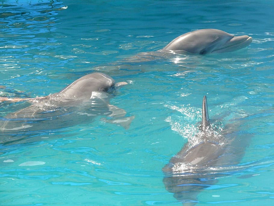Dolphins, Pool, Dominican, three, republic, exotic, country HD wallpaper