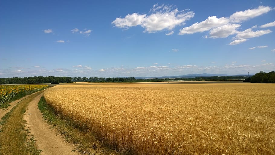 field, path, barley, the grain, slovakia, landscape, agriculture HD wallpaper