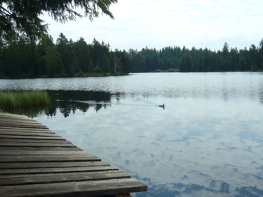 switzerland, water, plot, lake, forest, tree, plant, bird, tranquility HD wallpaper