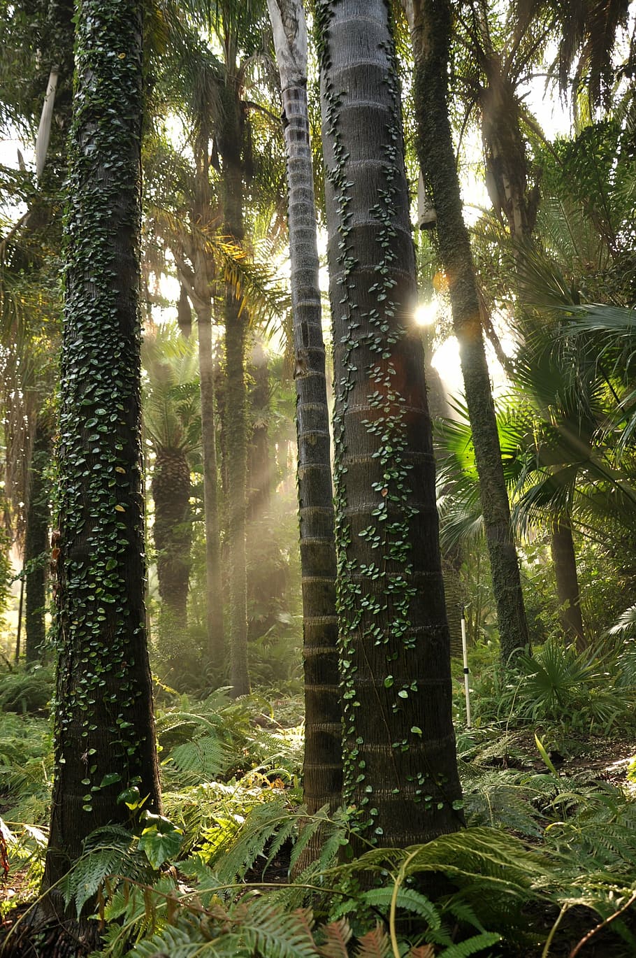 tree, forest, green, nature, environment, wood, leaf, scenery HD wallpaper
