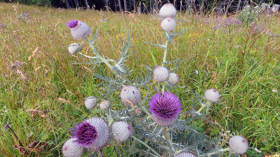 thistle, nature, flower, plant, weed, blossom, bloom, purple, HD wallpaper