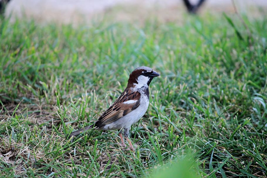 bird, nature, birds, animal wildlife, animal themes, animals in the wild HD wallpaper