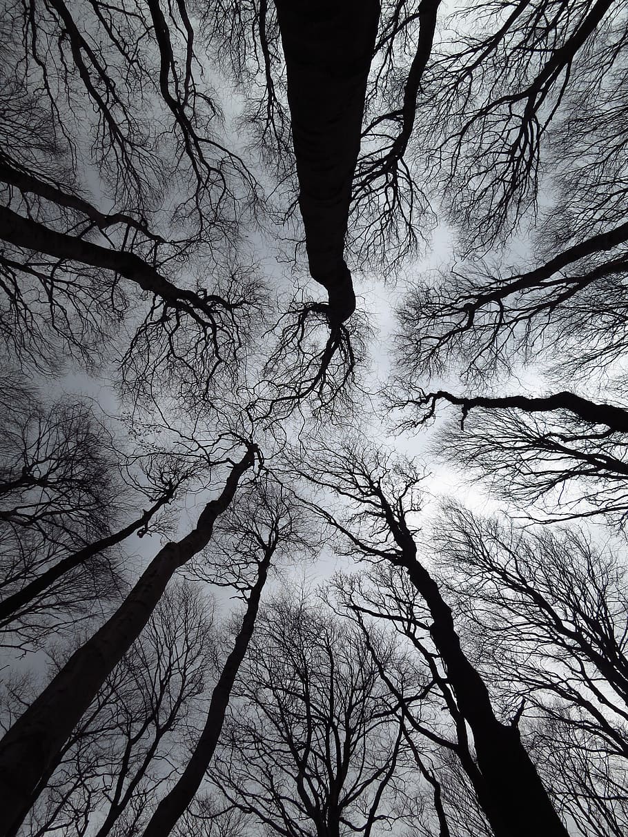 tree, winter, wood, branch, plant, bare tree, trunk, tree trunk HD wallpaper