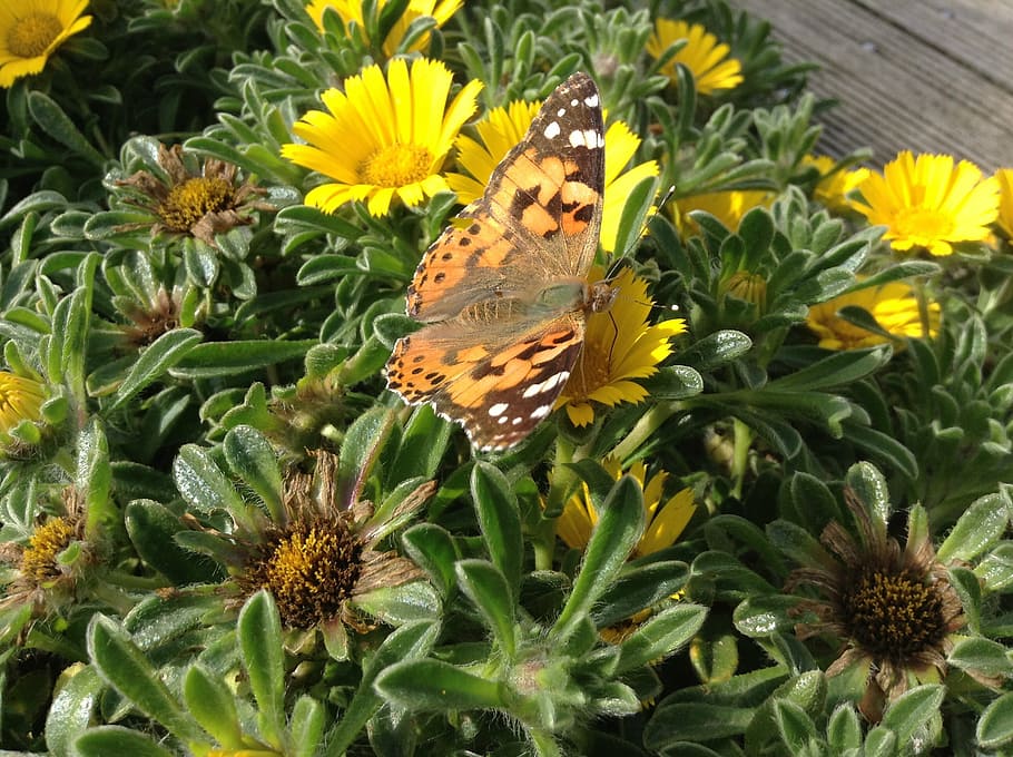 butterfly, flowers, insect, nature, yellow, butterfly - Insect HD wallpaper