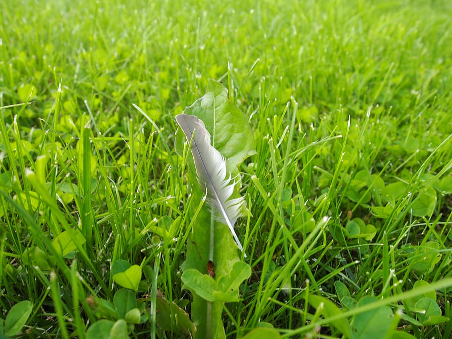 grass, pen, plumelet, green color, growth, plant, field, land HD wallpaper