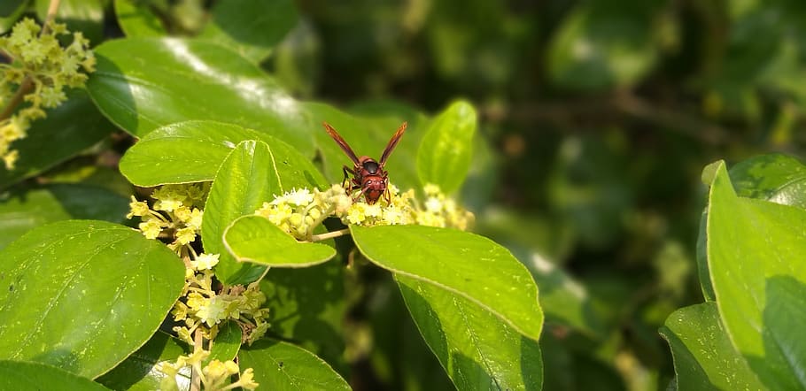 insects, nature, bees, invertebrate, animal wildlife, plant part HD wallpaper