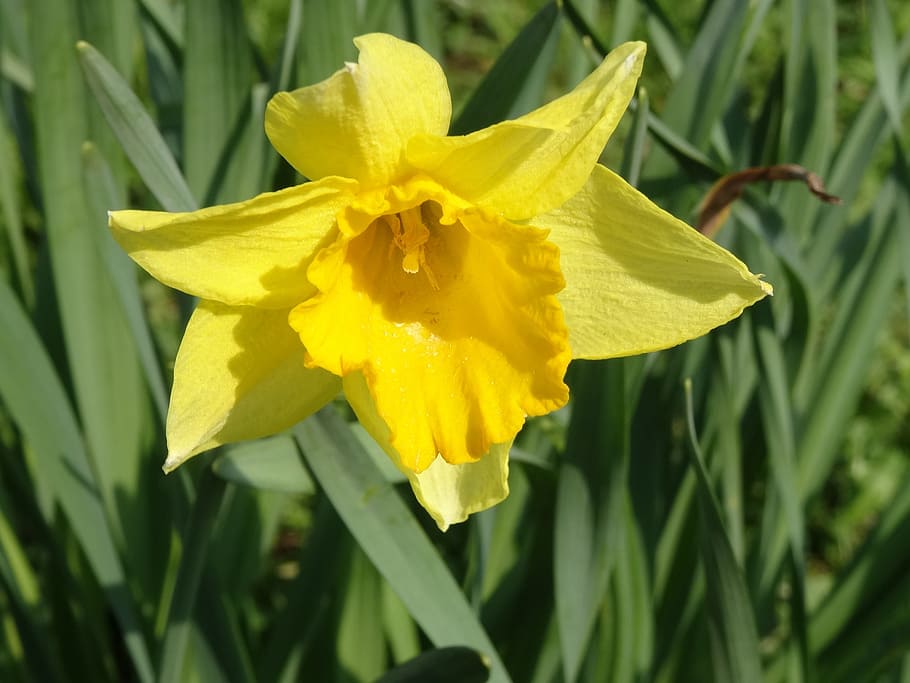 flower, daffodil, spring, yellow, bloom, flora, plant, daffodils HD wallpaper