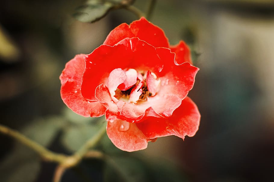 rose, ruby, flowers, rad, nature, flowering plant, freshness HD wallpaper