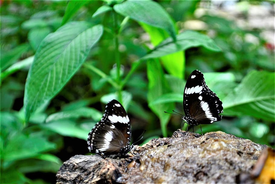 black and white butterflies, flower, nature, natural, leaves, HD wallpaper