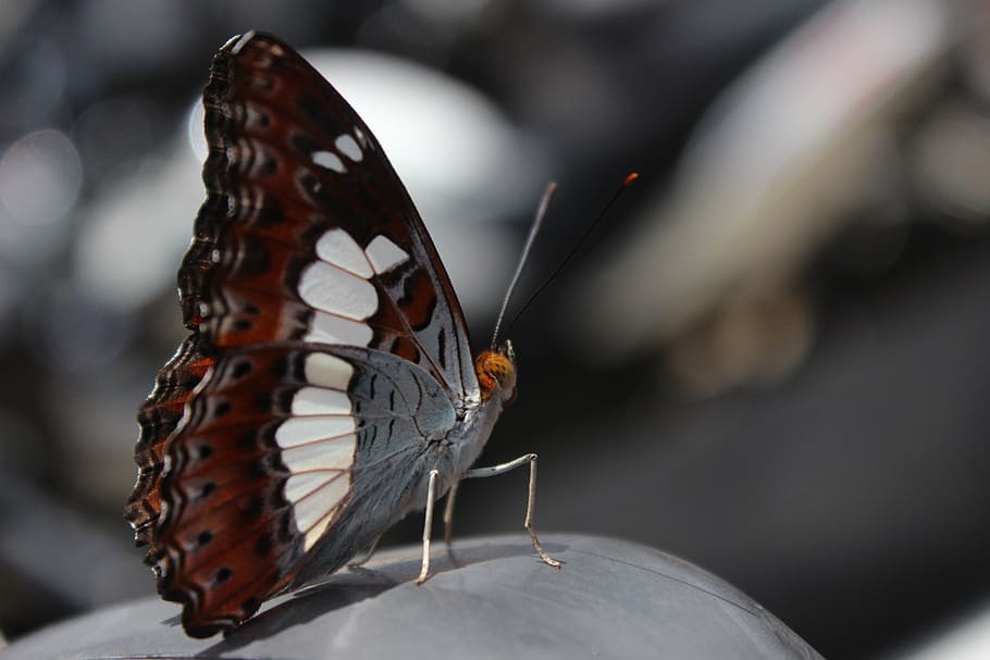 butterfly, macro, animal, insect, wing, nature, wild, wildlife HD wallpaper