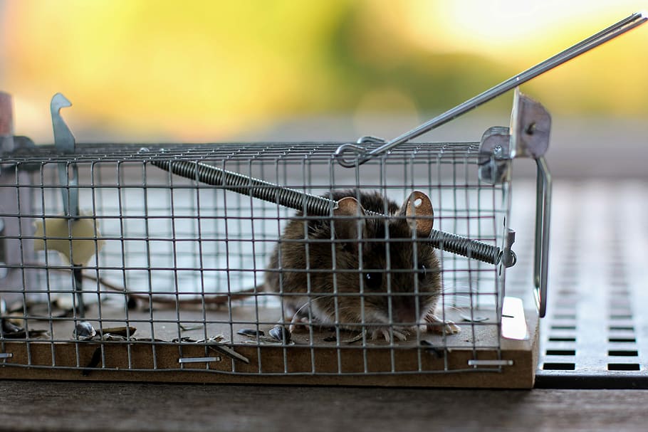 Mouse, Mousetrap, Case, Nager, Animal, caught, rodent, one animal, HD wallpaper