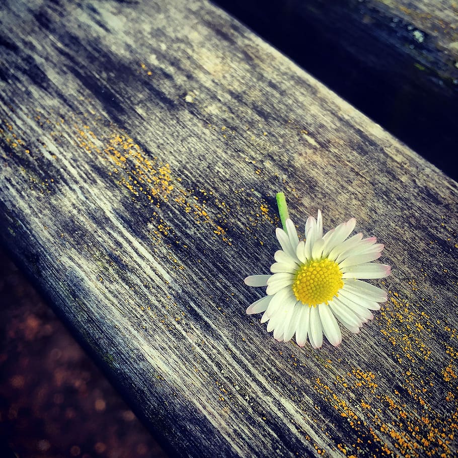 Flower, Macro, Blossom, Bloom, Plant, close, buttercup, wood HD wallpaper