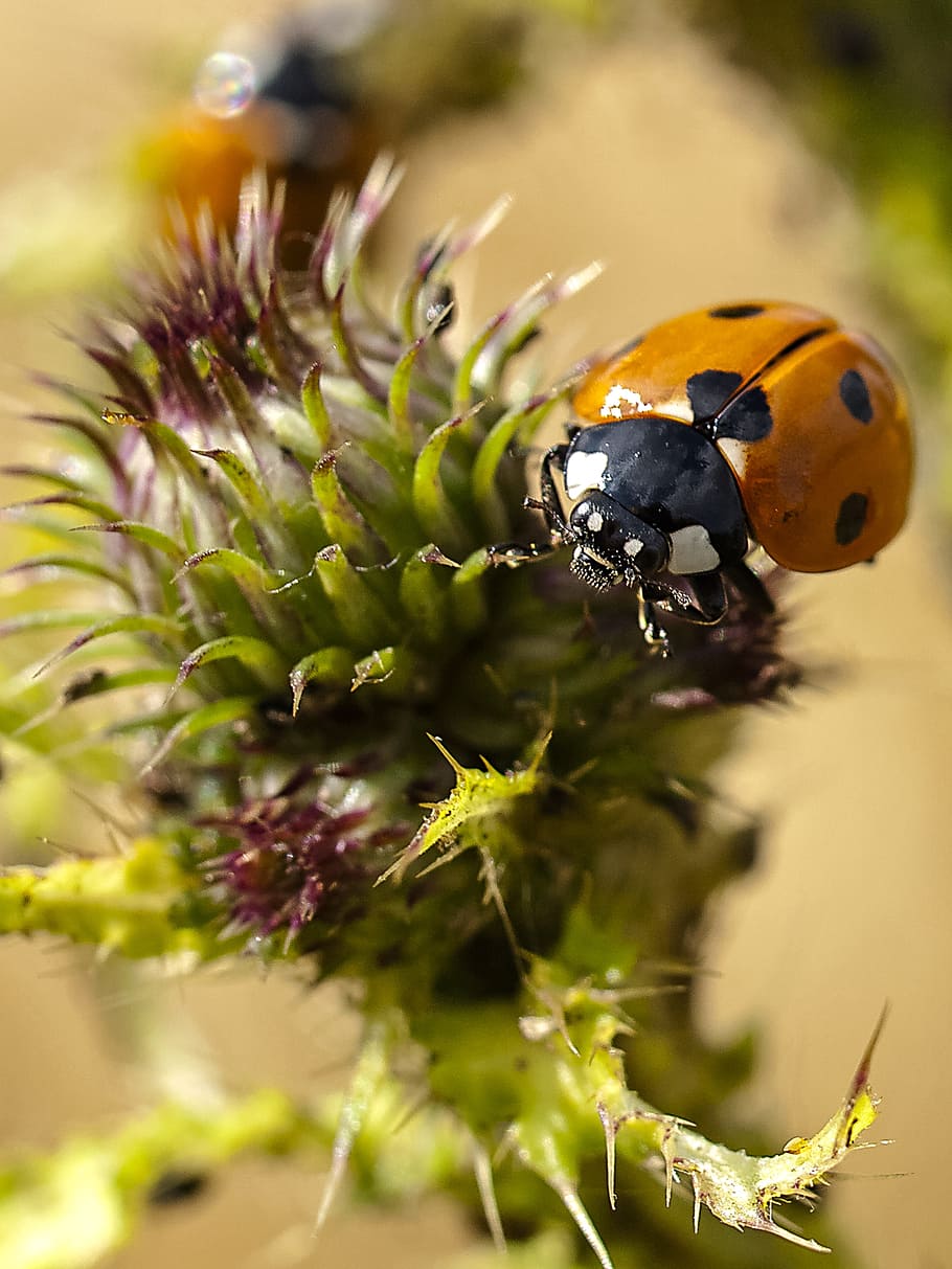 Ladybug, Beetle, Insect, Nature, Animal, one animal, animal themes HD wallpaper