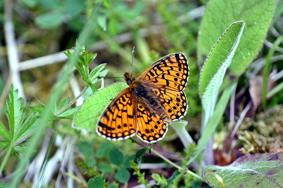 Animals, Insect, Butterfly, Macro, Close, western highlands HD wallpaper