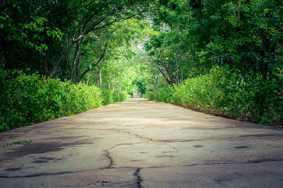 gray concrete road between green leafed tree tunnel, Nature HD wallpaper