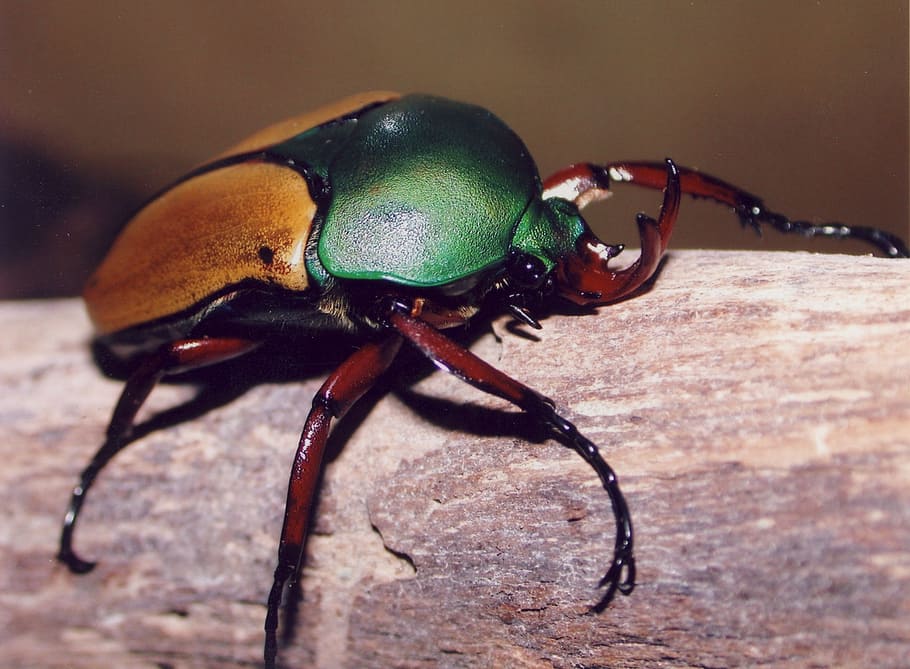 bug, cetonia, insect, nature, beetle, animal, wildlife, scarab Beetle HD wallpaper
