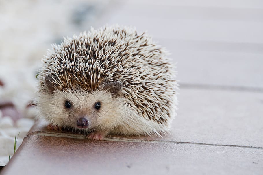 selective focus photography of hedgehog, baby, cute, animal, happy