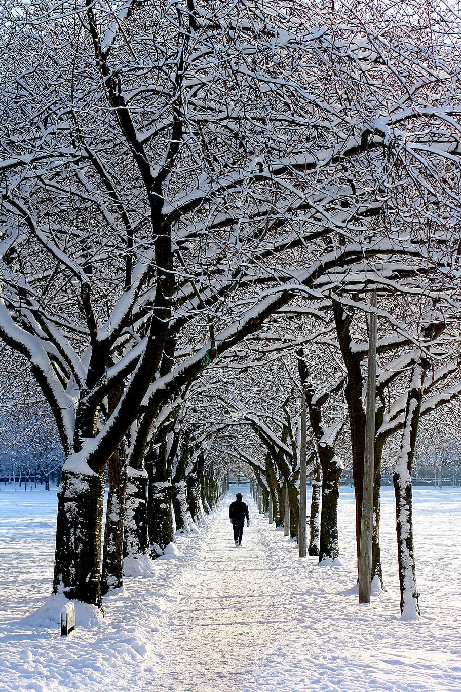 person wearing black shirt walking in the middle of snow-covered trees during daytime HD wallpaper