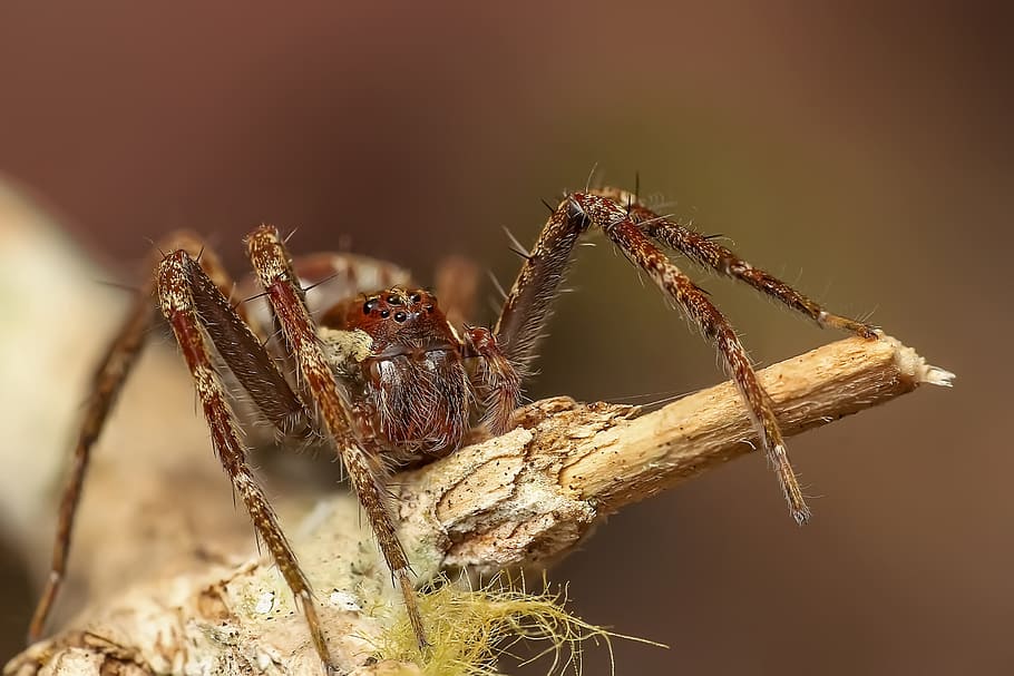 spider, insect, macro, animal, wildlife, detailed, magnification HD wallpaper