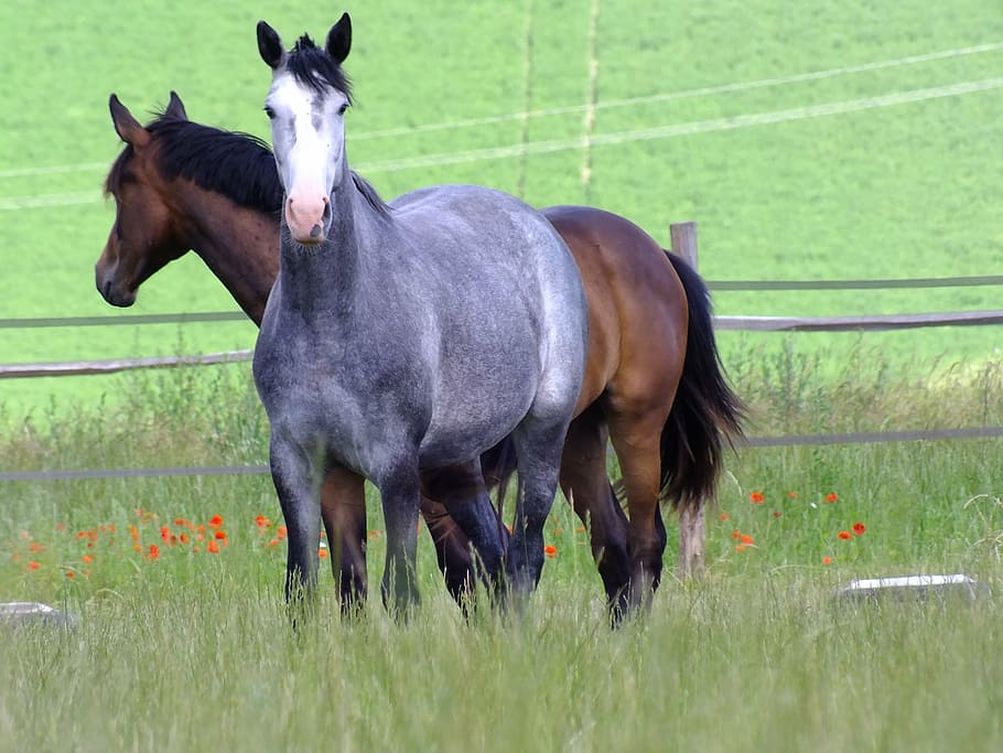 horse breeding, mare, jumping, domestic animals, livestock HD wallpaper