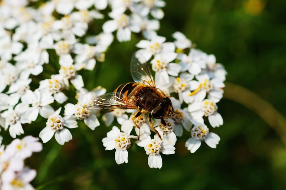 bee, bloom, blossom, color, colorful, colourful, daylight, flora HD wallpaper
