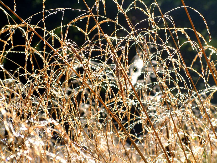 blur, dew, grass, nature, meadow, morning, wet, sunlight, no people HD wallpaper