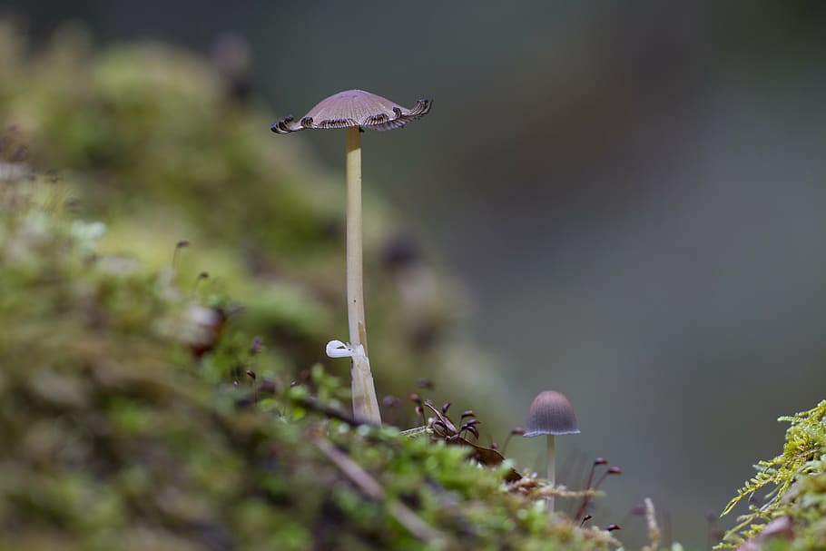 mushroom, moss, sponge, fungus, nature, toadstool, growth, outdoors, HD wallpaper