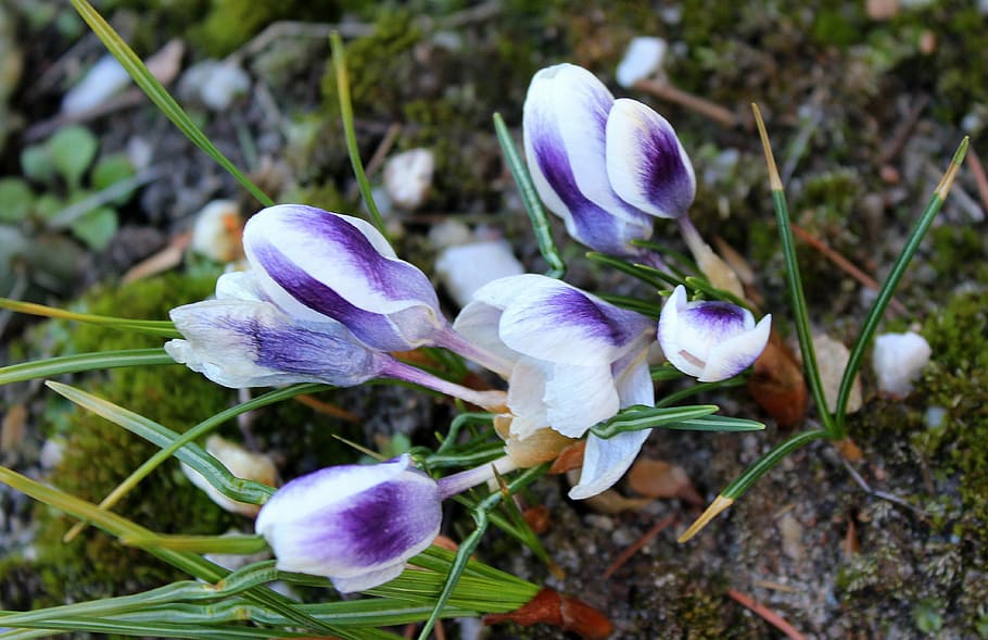 crocus, spring flowers, april, nature, plant, season, leaf HD wallpaper