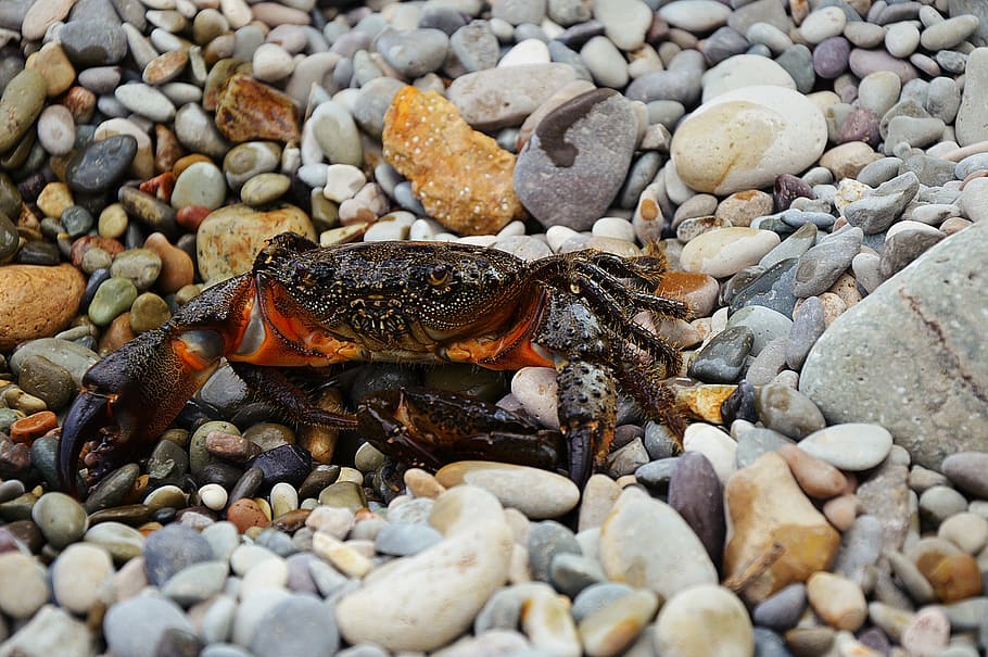 crab, sea, beach, summer, sevastopol, vacation, seafood, tourism HD wallpaper