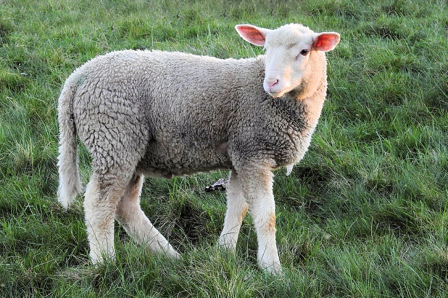gray and white sheep, lamb, schäfchen, sweet, pasture, meadow HD wallpaper