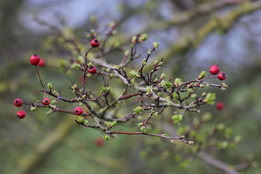 Branch, Berries, Tree, Hawthorn, Nature, fruit, growth, food and drink HD wallpaper