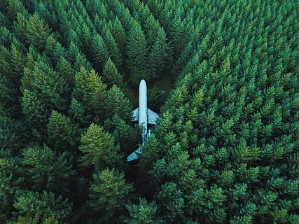 airplane on ground surrounded with trees, white airplane in the middle of forest during daytime HD wallpaper