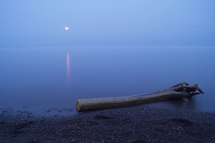 brown driftwood on body of water, trunk, shore, beach, full moon HD wallpaper