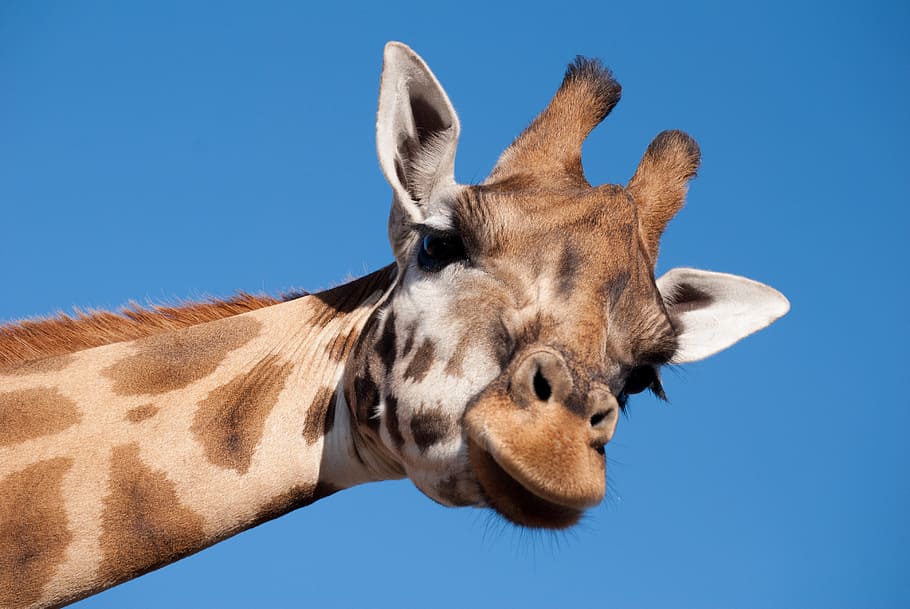photo of brown and beige giraffe, long neck, zoo, animal, mammal, HD wallpaper