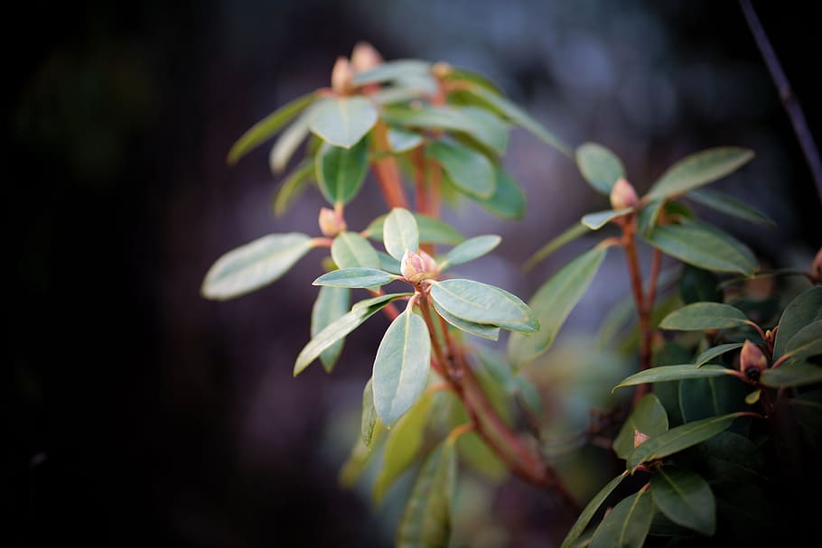 bud, bush, leaf, nature, plant, tree, garden, growth, park HD wallpaper