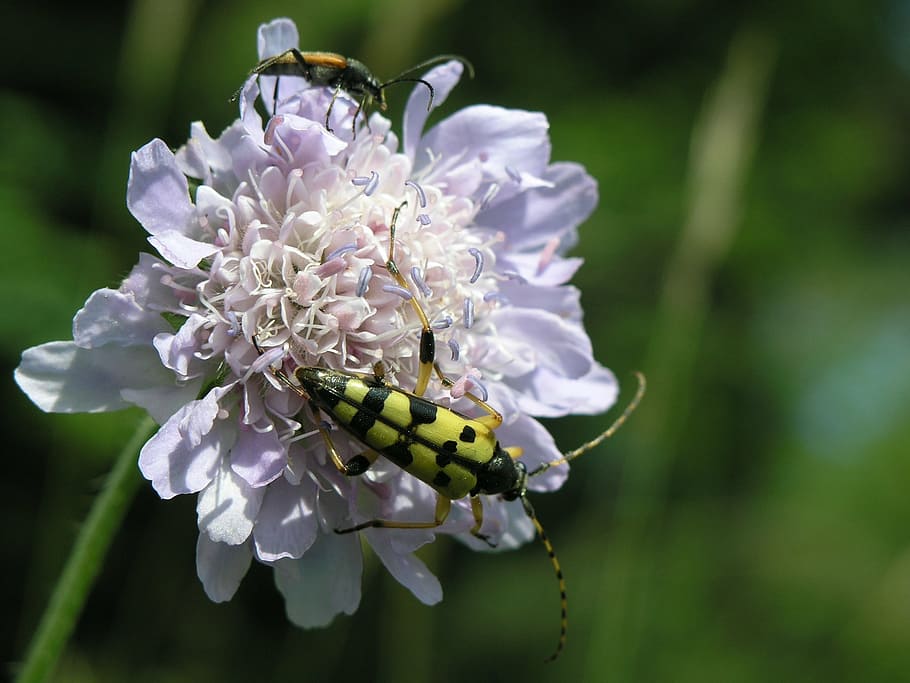 insect, beetle, flower, flowering plant, fragility, vulnerability HD wallpaper