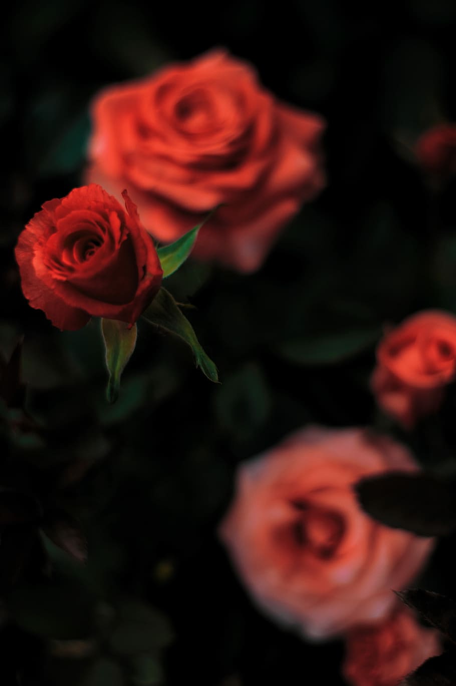 red rose in shallow focus photography, selected focus photo of red roses HD wallpaper