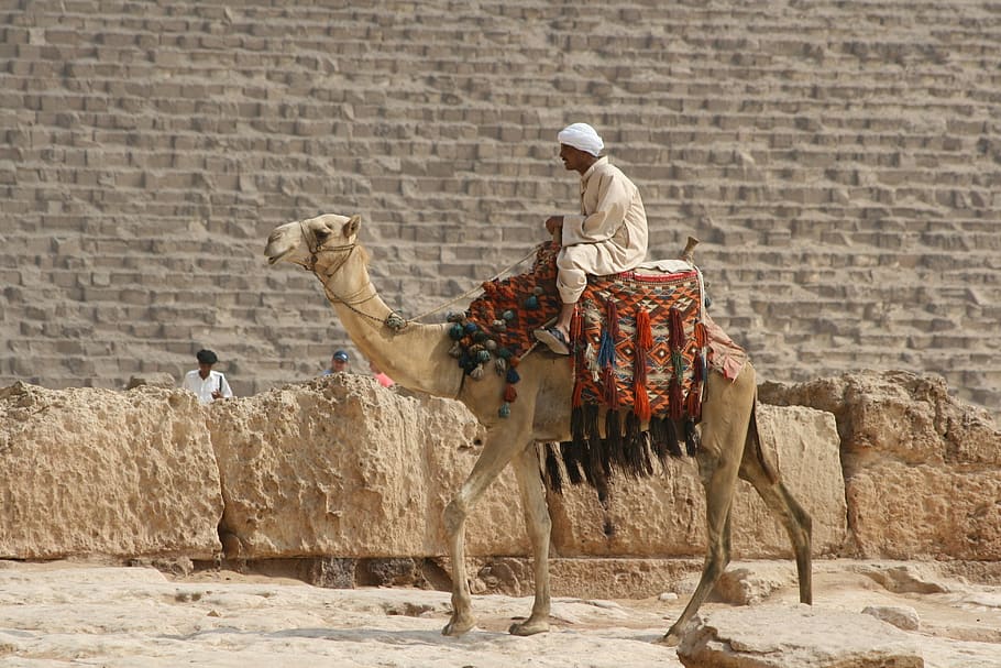 desert ship, camel, egypt, domestic animals, mammal, livestock HD wallpaper
