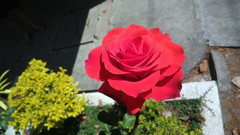 rosa, red, passion, flower, flowering plant, petal, beauty in nature HD wallpaper