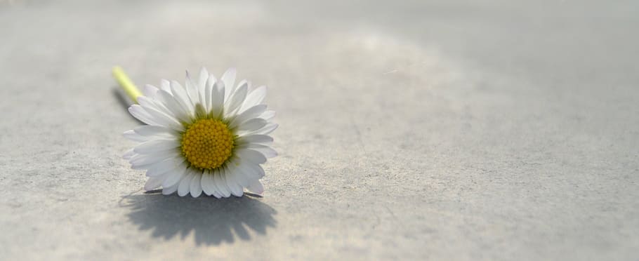 Daisies between the pavement - Wallpaper