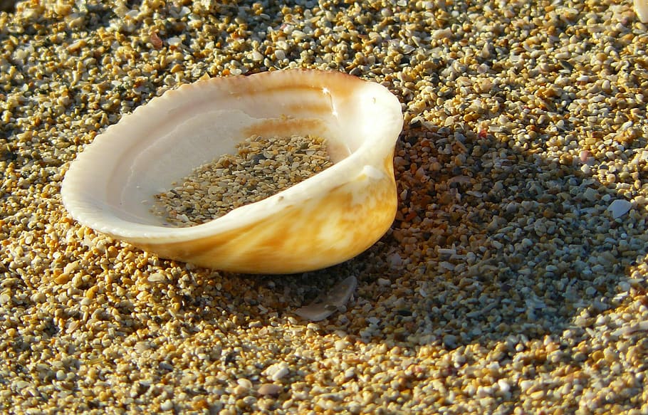 shell, close, beach, sand, sand beach, coast, nature, travel HD wallpaper