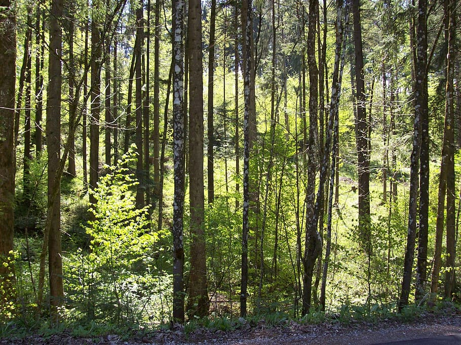 Forest, Trees, Nature, Shine, shine through, sunlight, tree trunk HD wallpaper