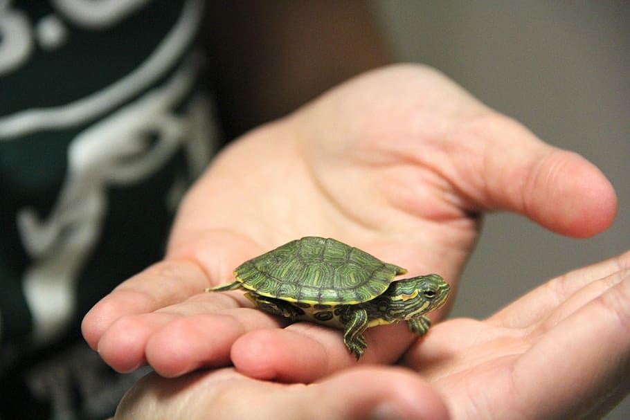Turtle, Pet, Cute, Shell, one animal, animal themes, reptile HD wallpaper