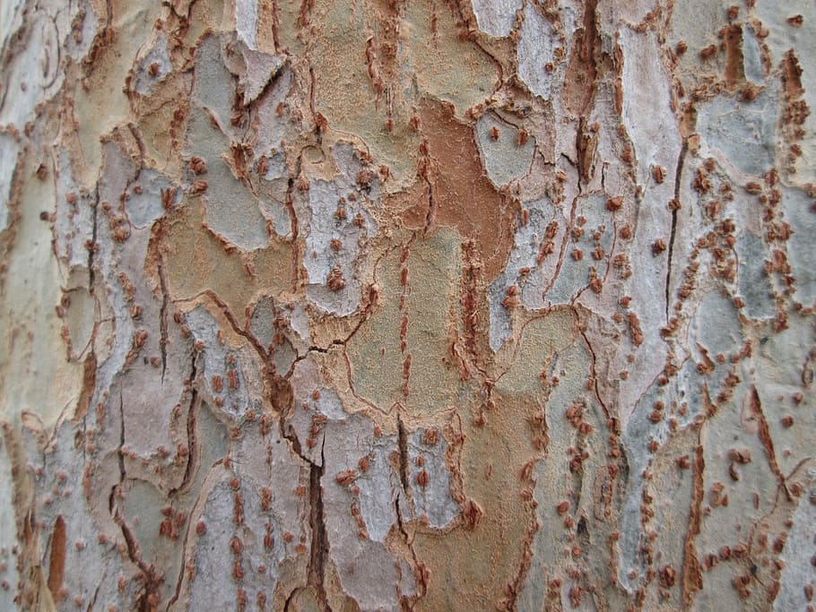 beige and brown wood, tree bark, texture, nature, vegetation HD wallpaper
