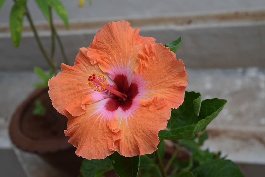 Hibiscus, Rosa-Sinensis, Flower, Orange, petal, beauty in nature, HD wallpaper