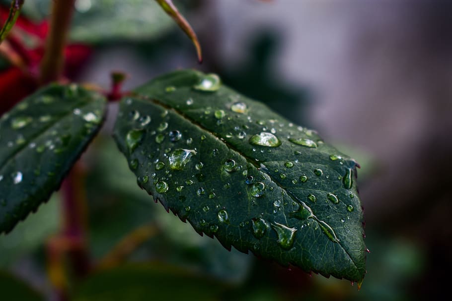 leaf, nature, outdoors, rain, drop, water, wet, plant part HD wallpaper