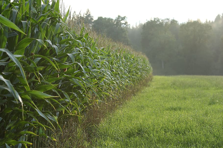 meadow, field, corn, green, evening sun, plant, growth, green color HD wallpaper