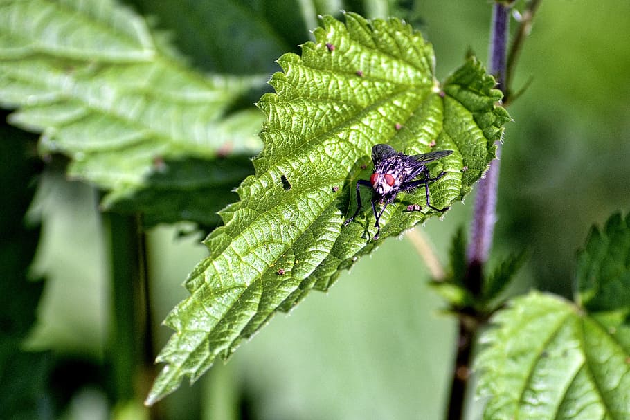 fly, stinging nettle, close, insect, insect photo, plant, nature HD wallpaper