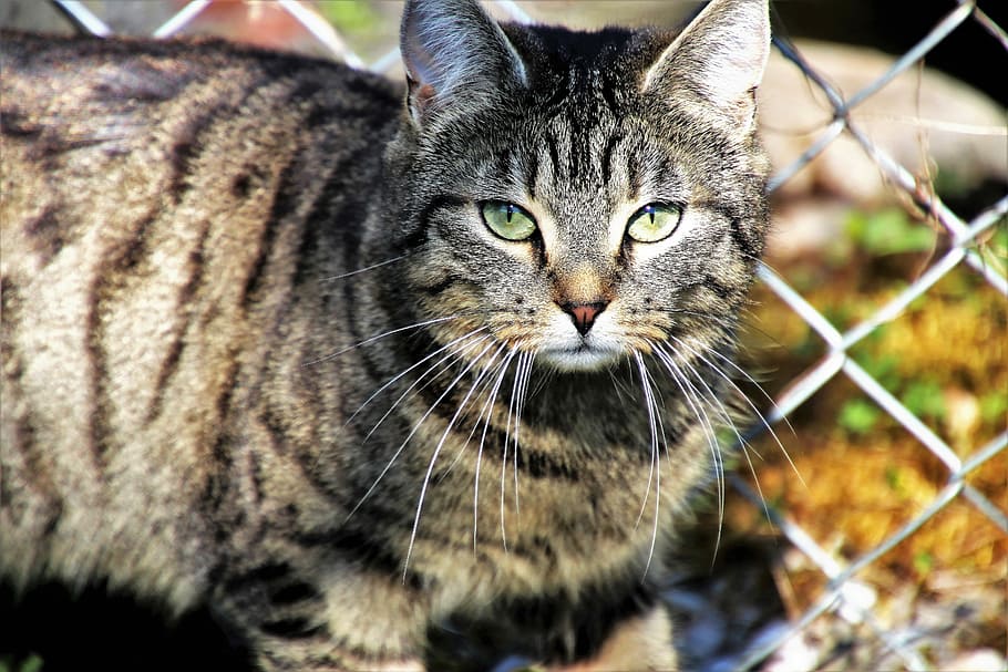 cat standing beside cyclone wire gate, gray, animals, nature HD wallpaper